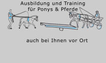 Ausbildung und Training  für Ponys & Pferde auch bei Ihnen vor Ort